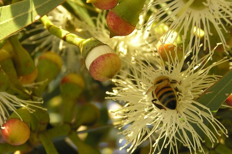 Bee Loving Blooms