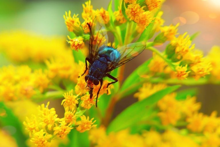 Fly pollinating flowers