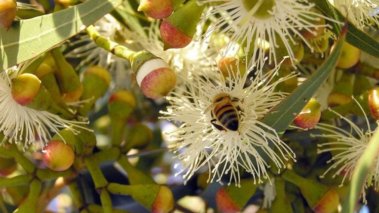 Honeybee on Spotted Gum Flower