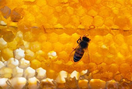 Learn-About-Honey-Bees-Nav
