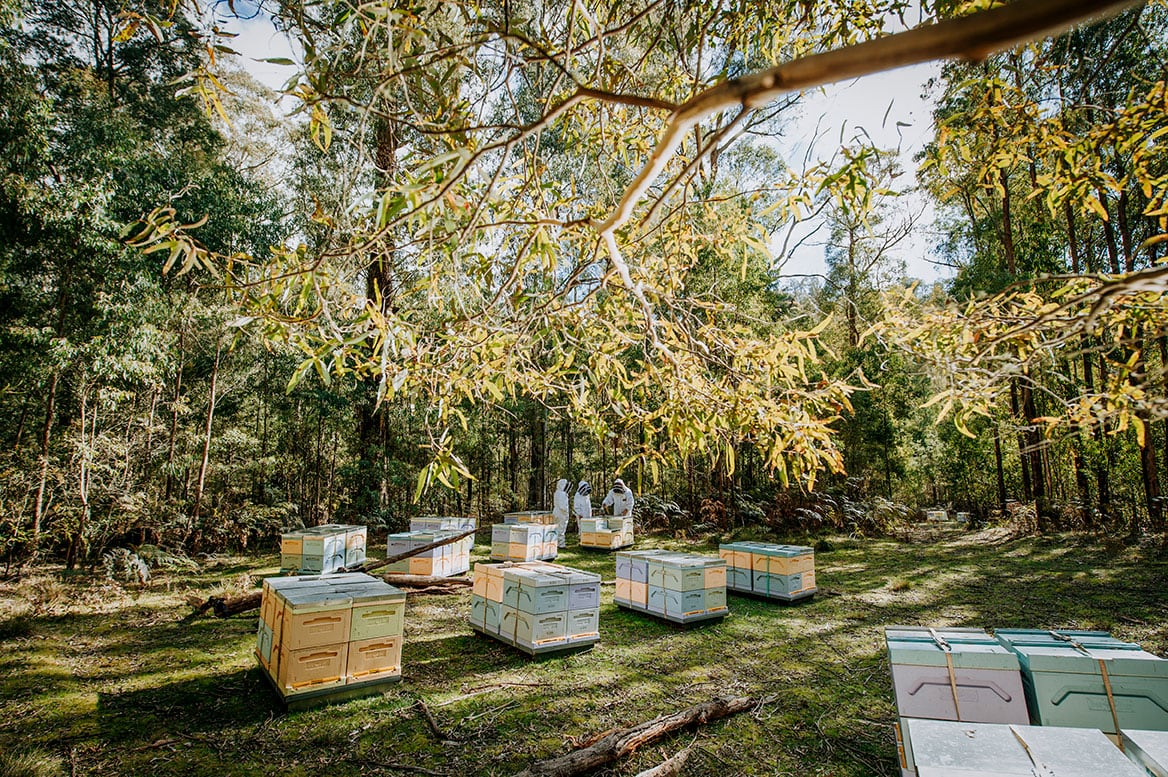 Learn_About_Honey_Hives_Trees