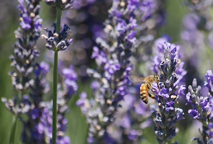 Bees on Lavender