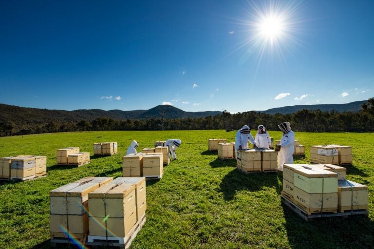 Beekeepers checking the hives