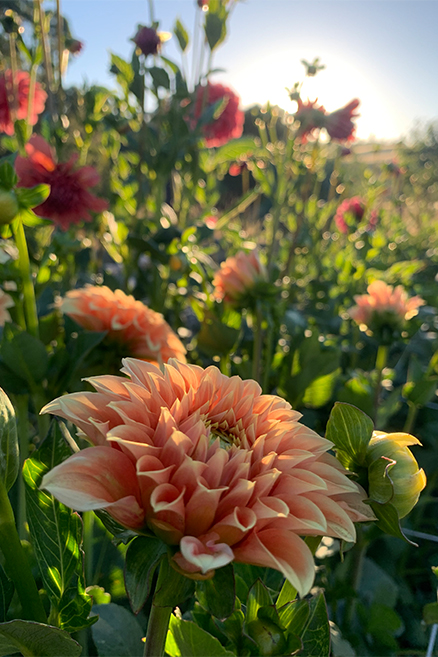 Chrysanthemums Scout's Garden