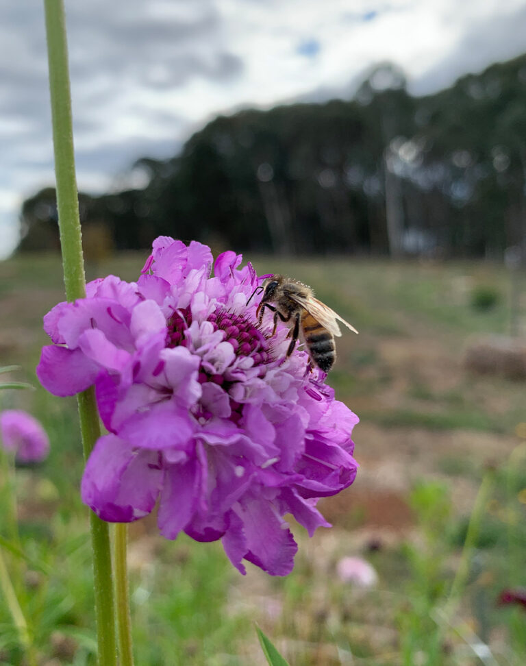 Honeybee on Pin Cushion