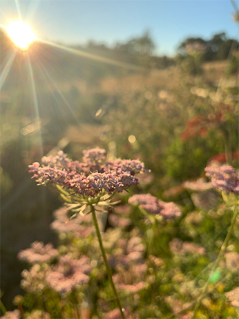 Sunlight Scout's Garden