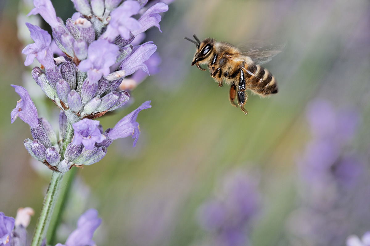 World Bee Day 2021 | Bee Friendly Flowers | Beechworth Honey