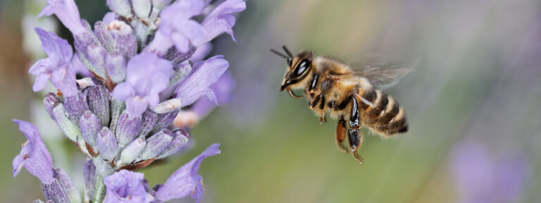 Bee on lavendar