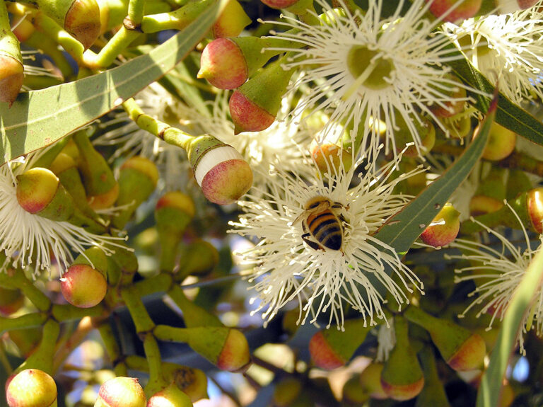 Honey-Bee-on-Australian-Spotted-Gum-copy