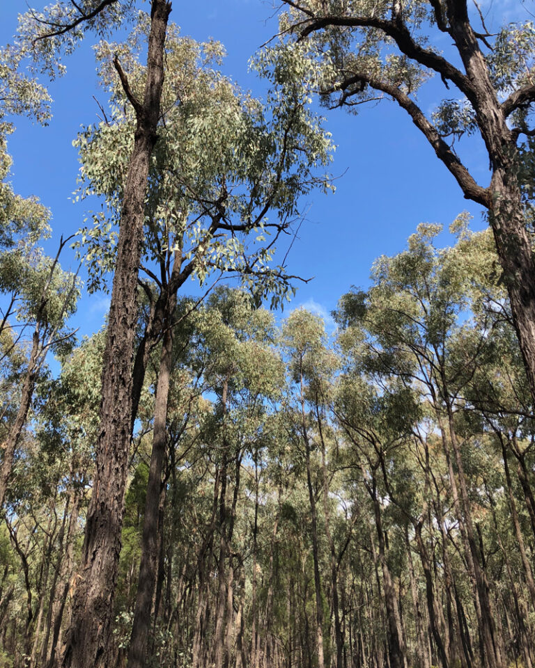 Pilliga Box Forest NSW