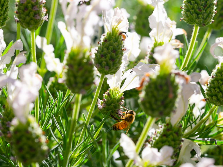 Bees-on-Lavender-2