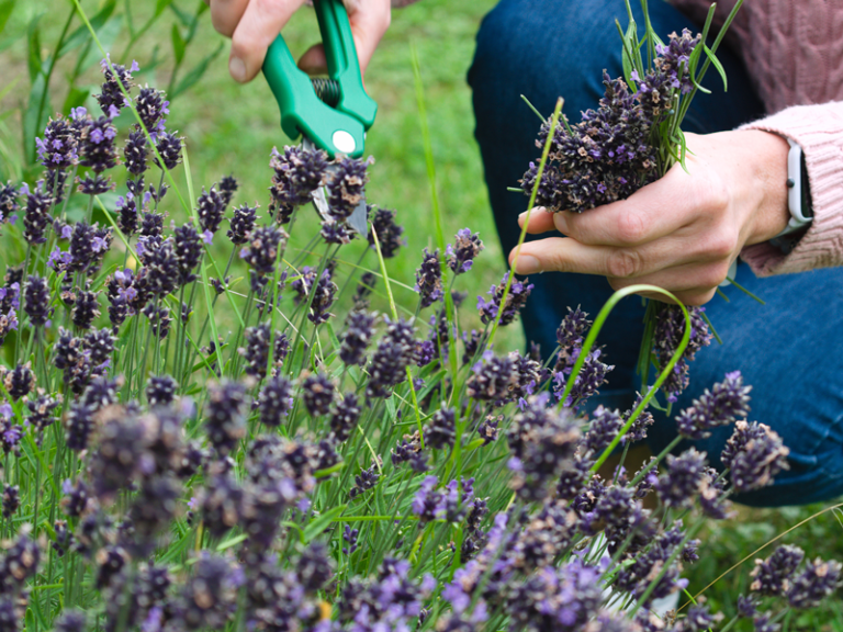 Bees-on-Lavender-3