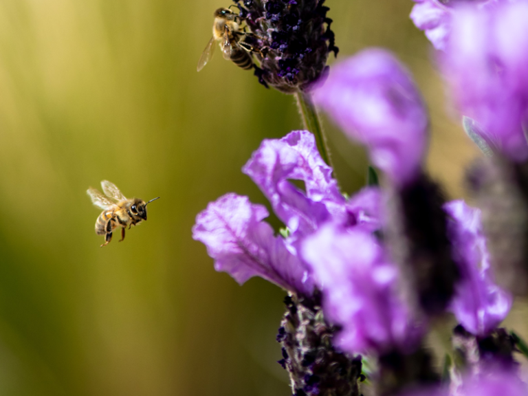 Bees-on-Lavender