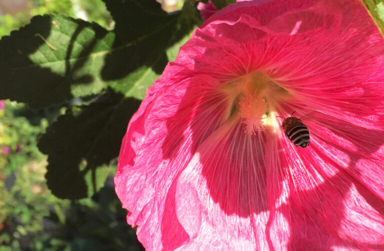 JG_Blue-Banded-bee-on-hollyhock