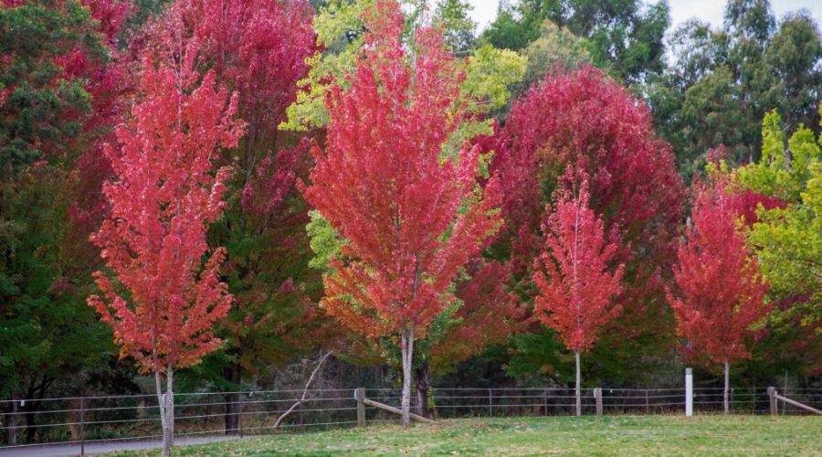 Autumn Flametrees Stanley Victoria