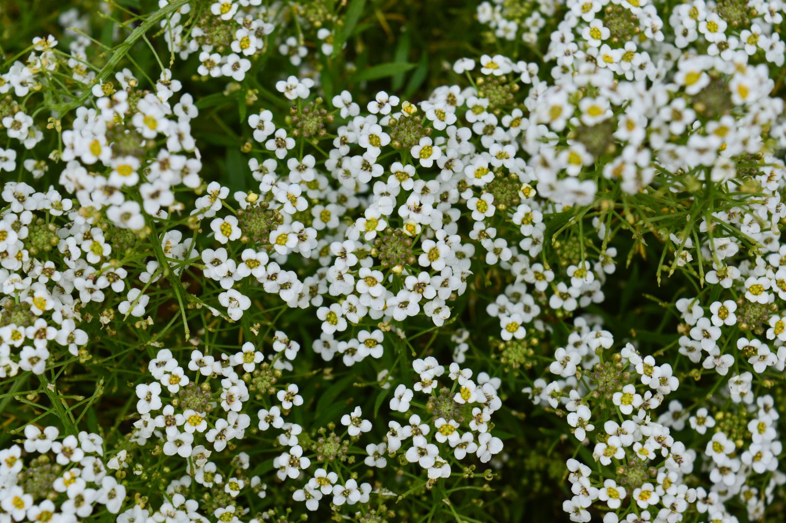 Bee Friendly Flowers Alyssum