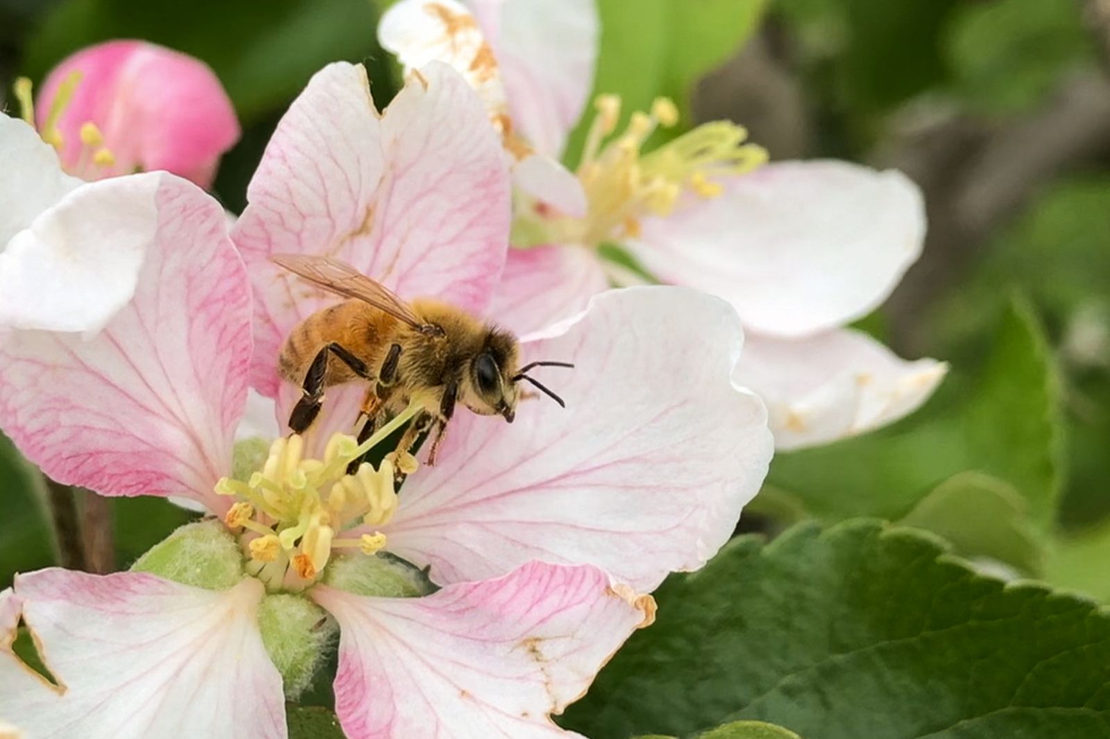 Honey Bee Apple Pollination