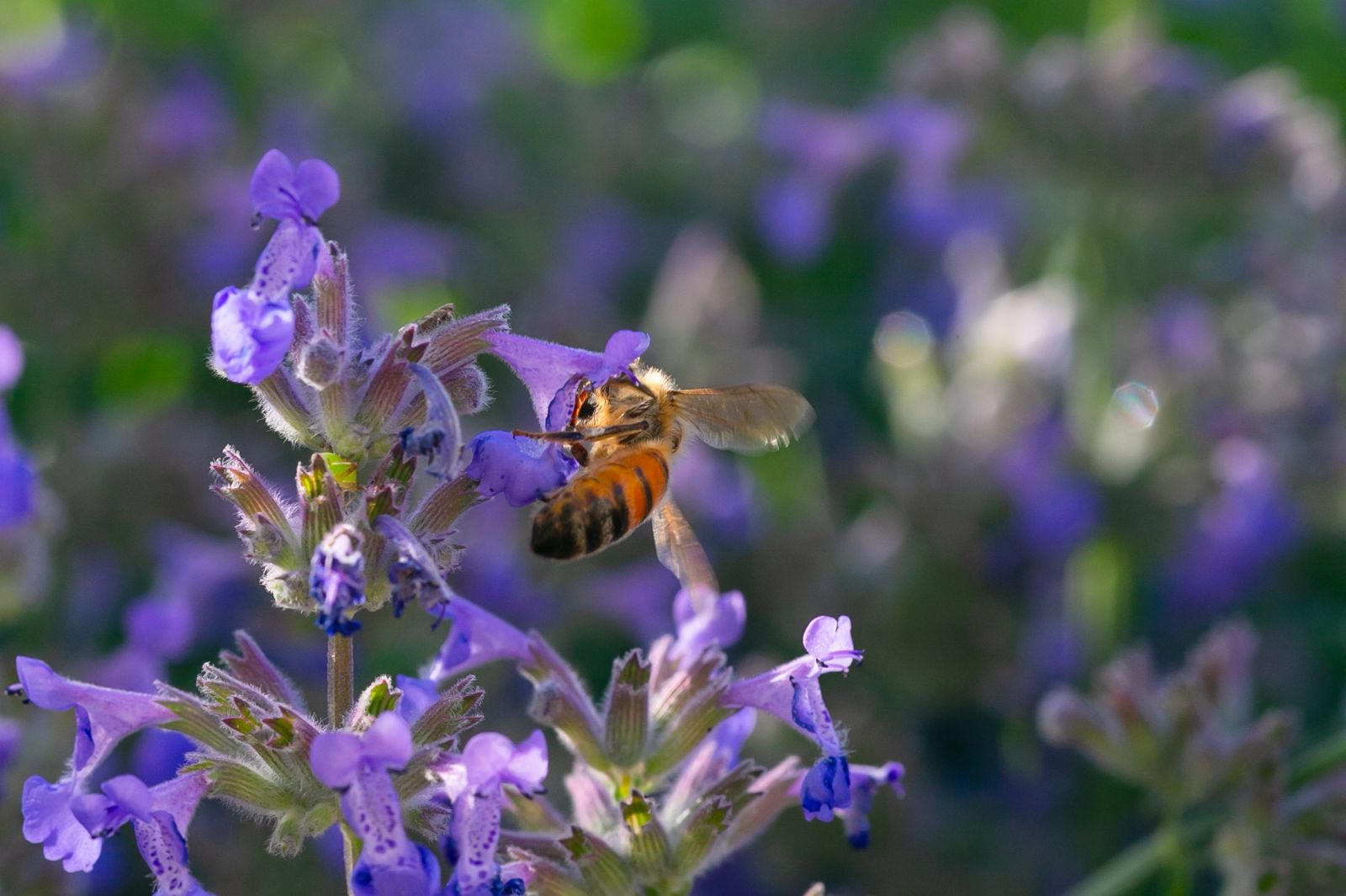 Bee Friendly Plants