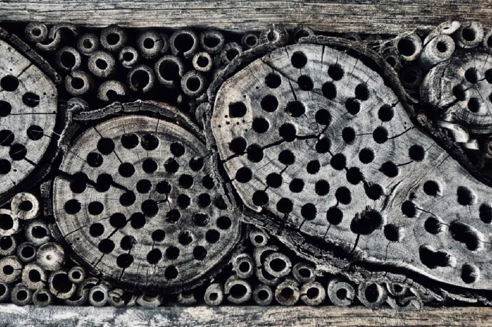 Bee Hotel