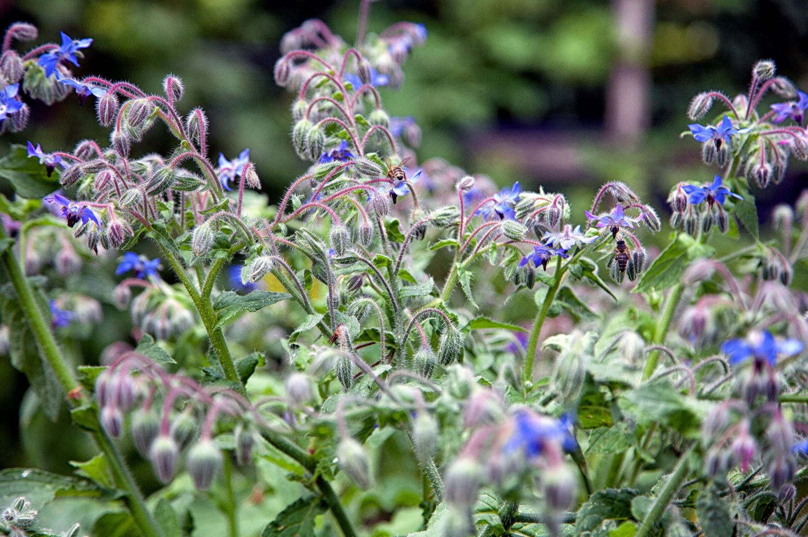 Bee Friendly Flowers Borage