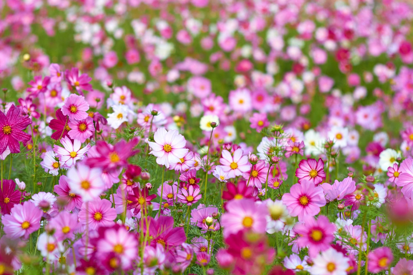 Bee Friendly Flowers Cosmos