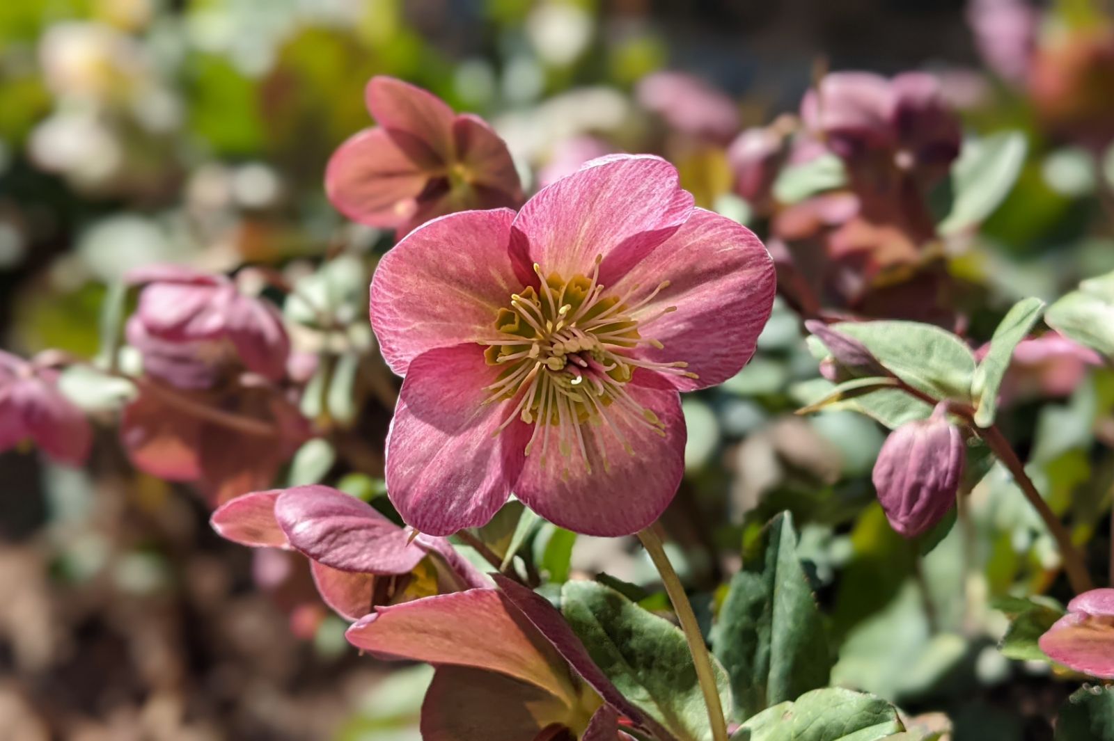 Bee Friendly Flowers Hellebores