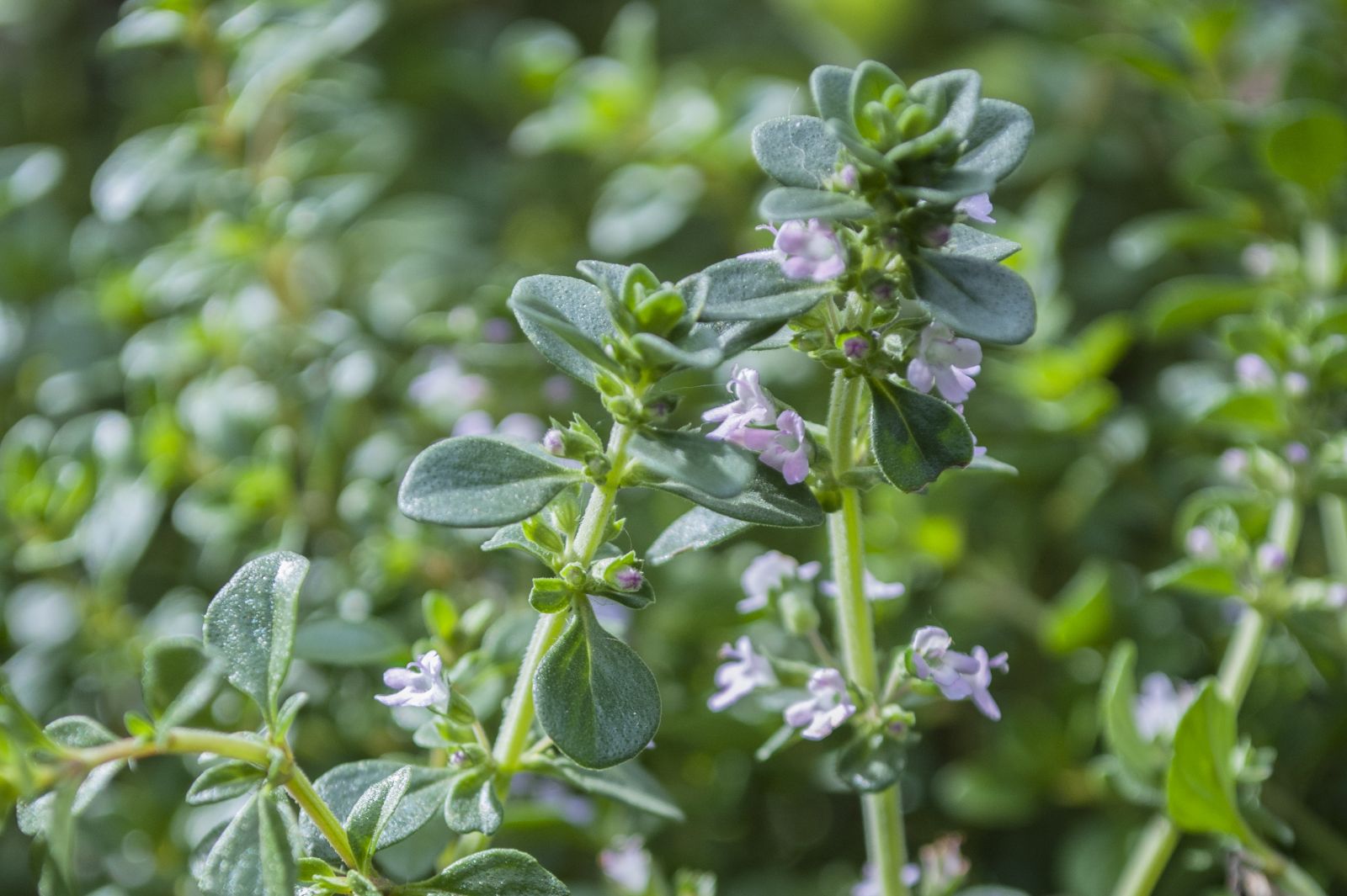 Bee Friendly Flowers Herbs