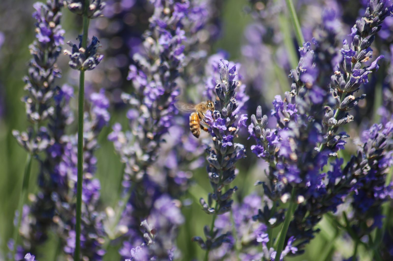 Bee Friendly Plants Lavender