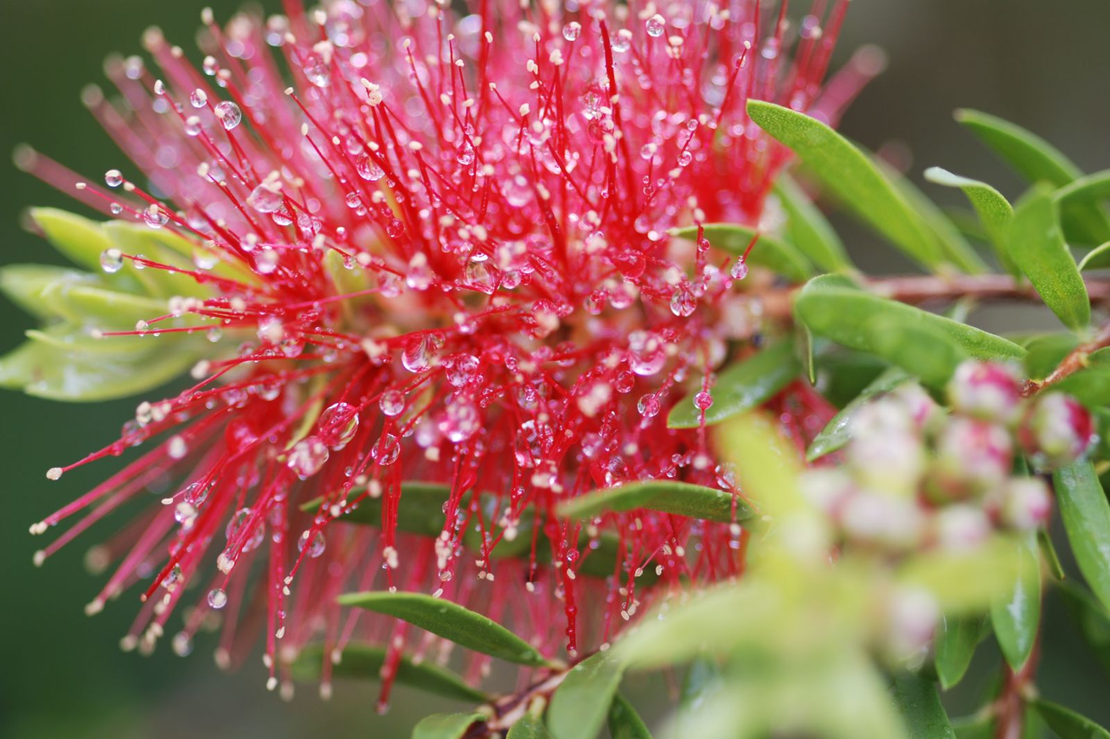 Australian Bottlebrush