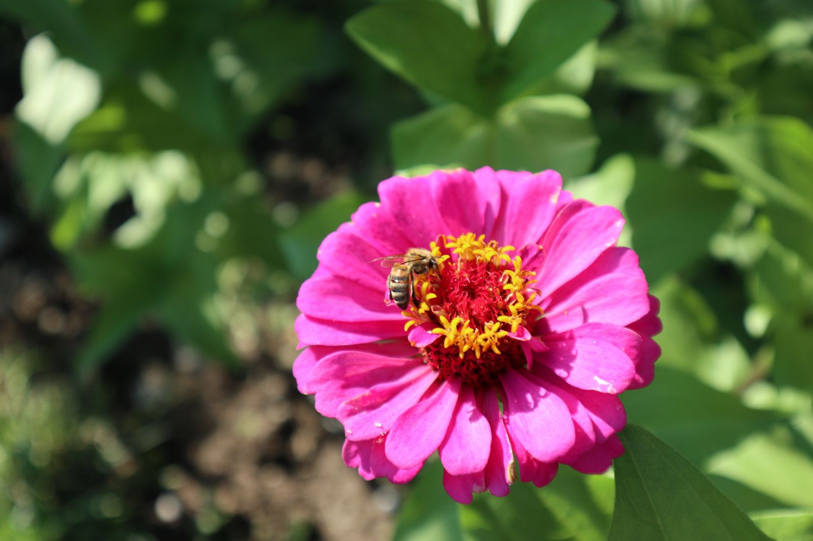 Bee Friendly Flowers Zinnia