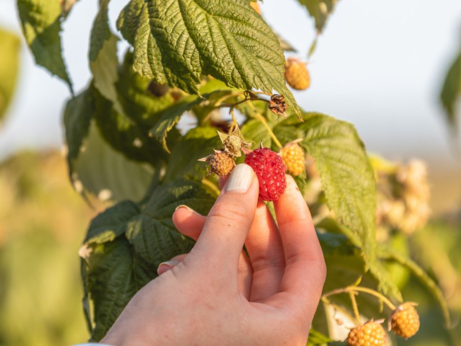 Beechworth Berry Picking