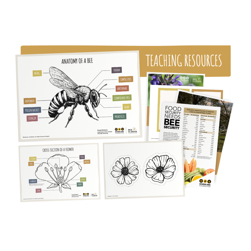 Planting for Bees Year 5 - Year 6