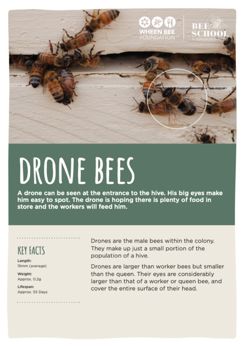 Done Bees Fact Sheet Student Resources