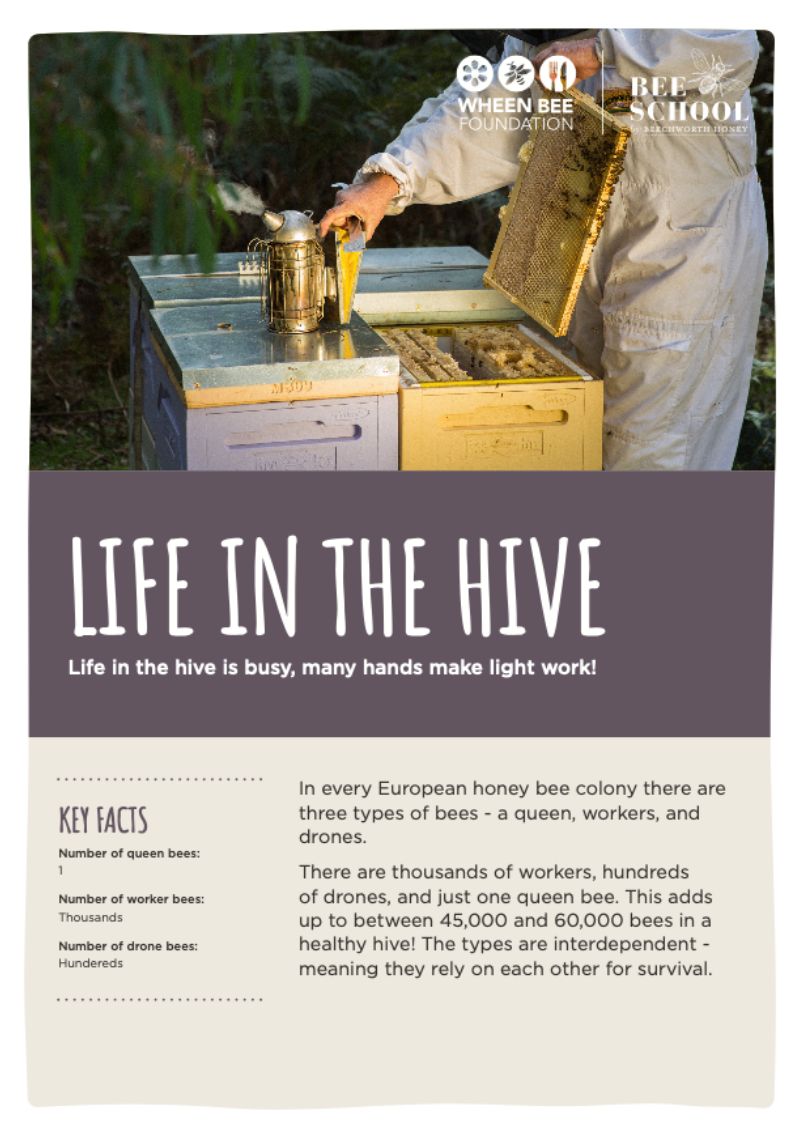 Life in the Hive Fact Sheet