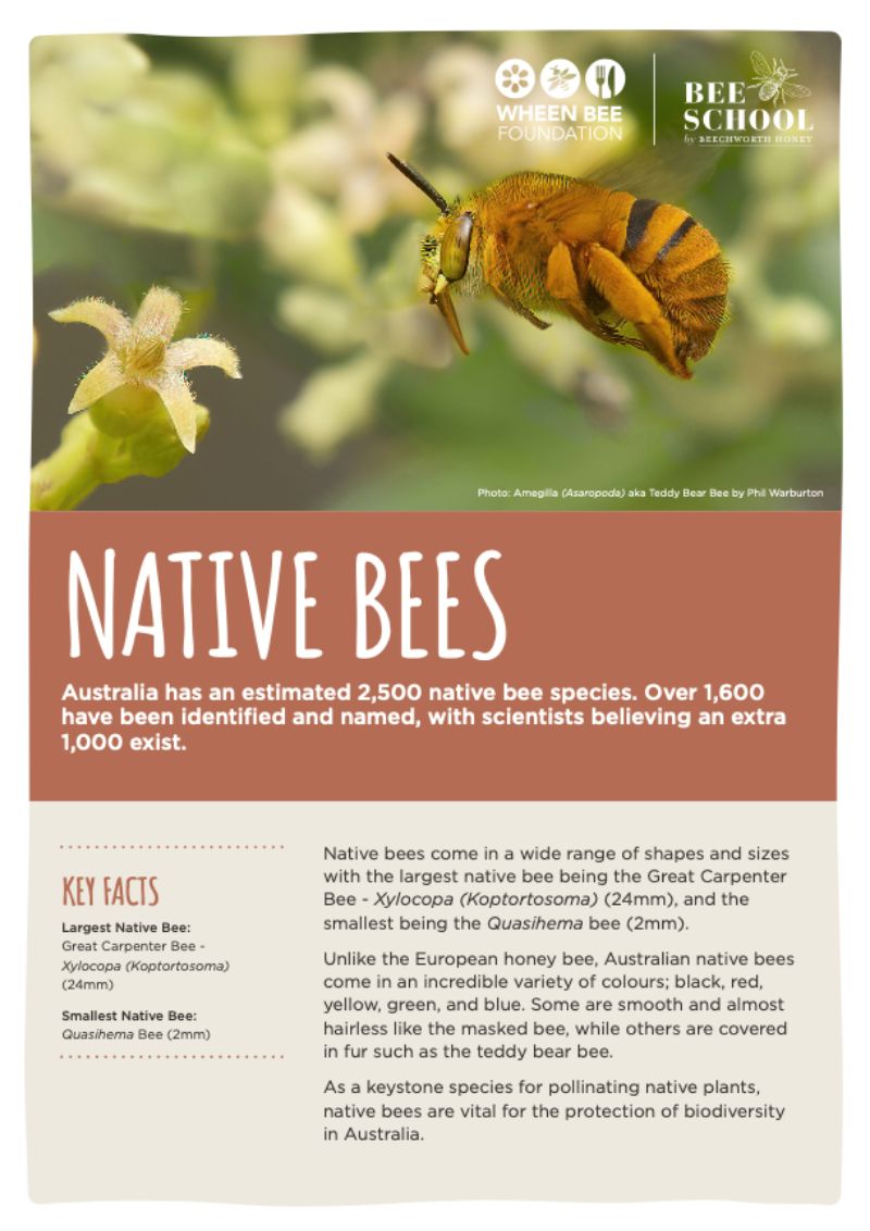 Native Bees Fact Sheet