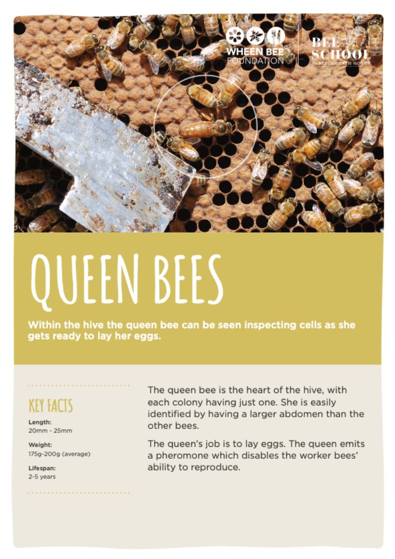 Queen Bee Resource Fact Sheets