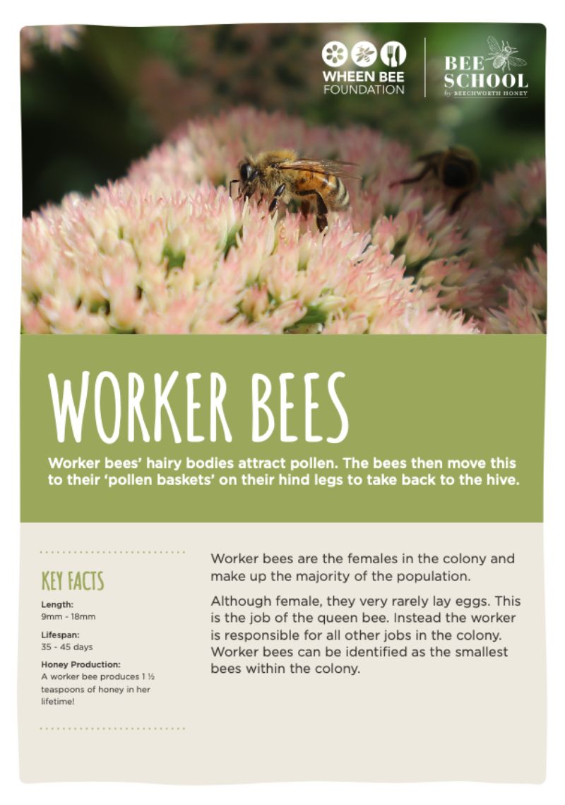 Worker Bees Fact Sheet Student Resources
