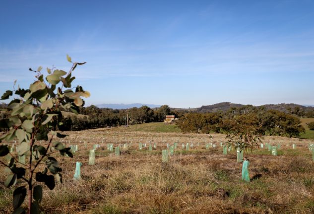 Bee Arboretum by Beechworth Honey 2021