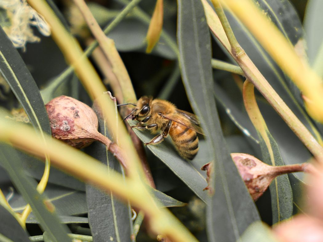 Bee on eucalyptus leaves