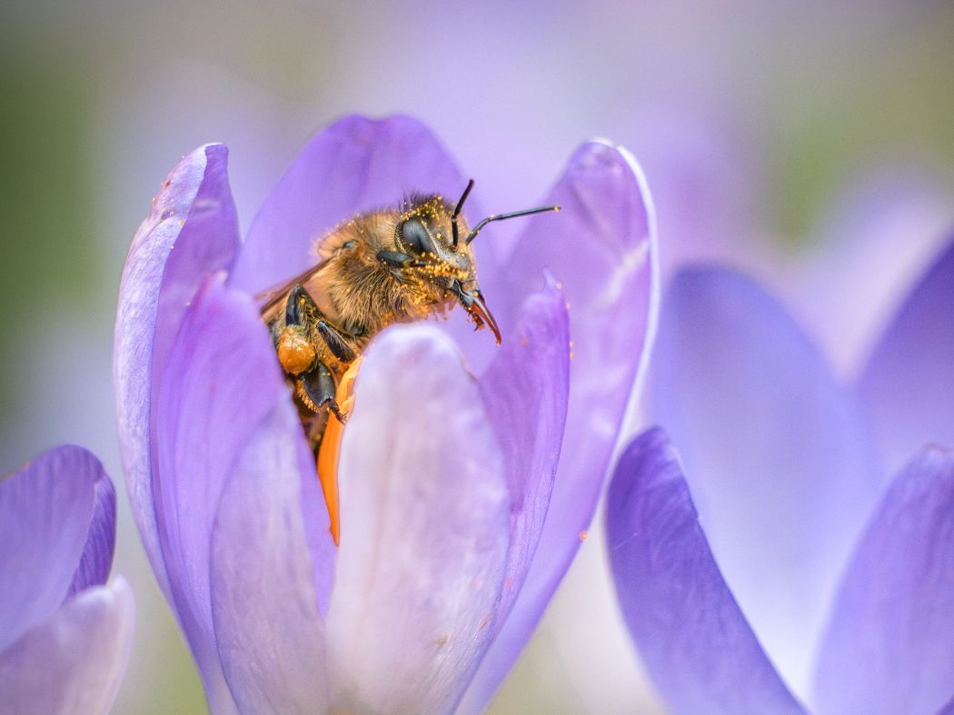 Beechworth Honey Bulbs for Bees Crocus