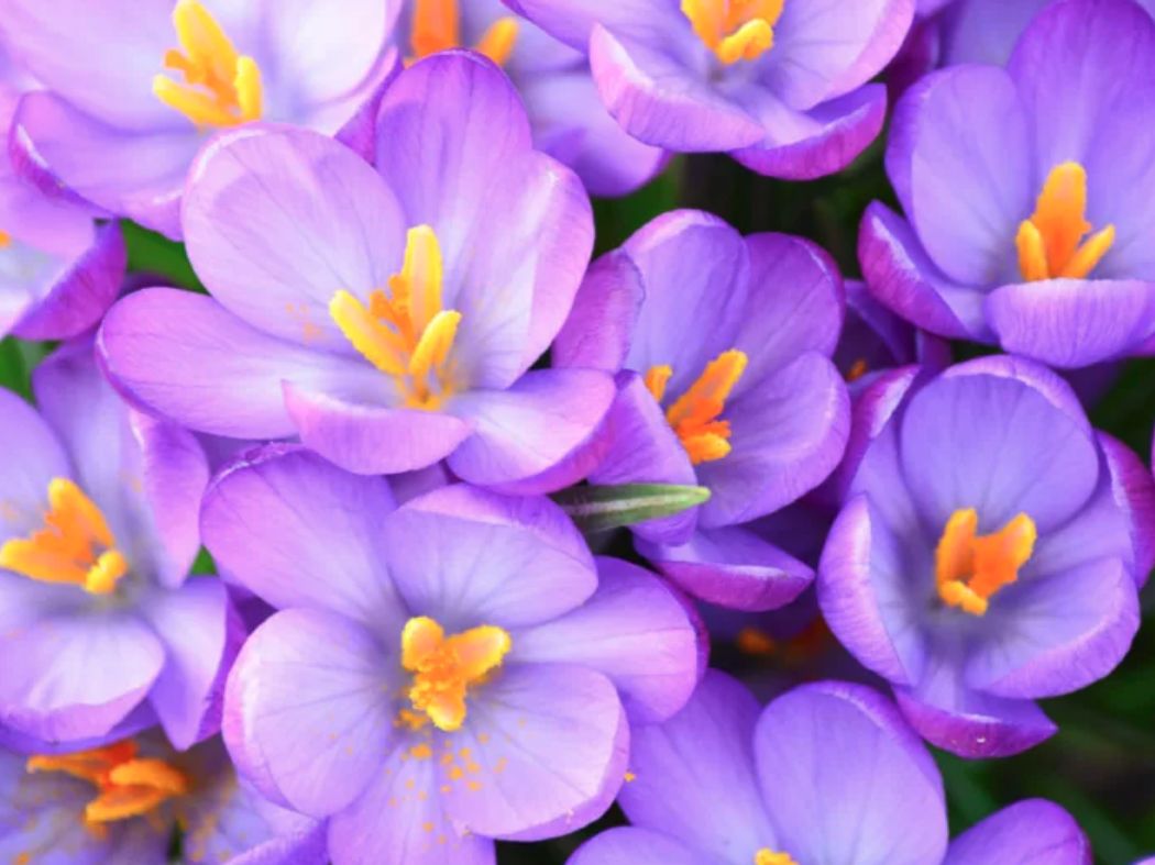 Bulbs for Bees Crocus (Barr’s Purple)