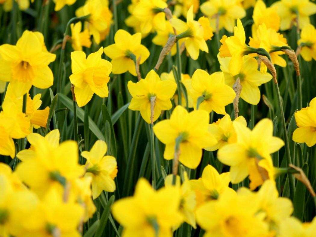 Bulbs for Bees Daffodil (Magnifique)