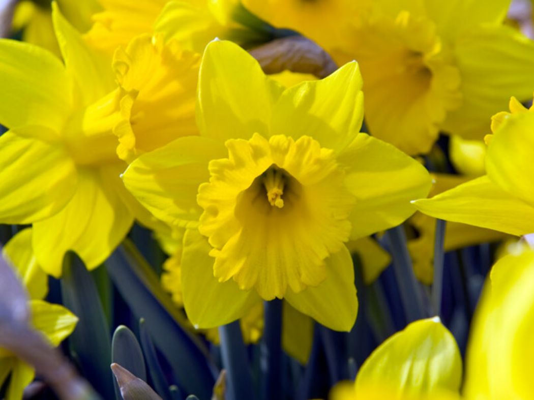 Bulbs for Bees Daffodil (Merieke)