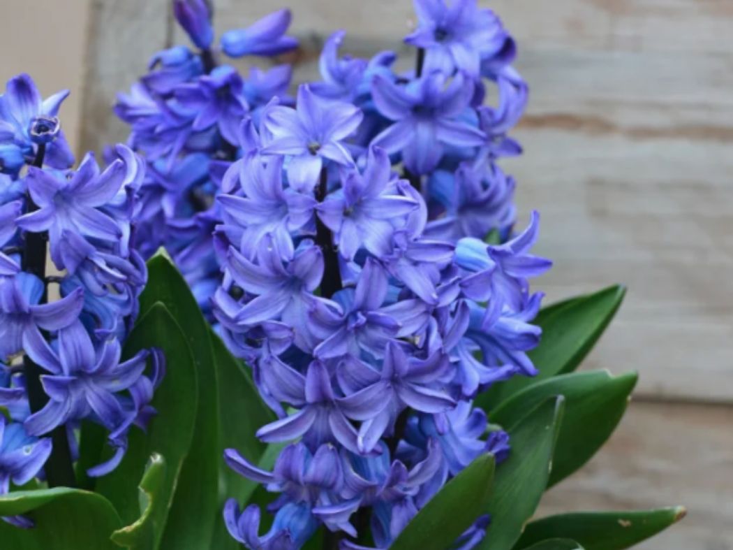 Bulbs for Bees Hyacinth (Blue Blend)