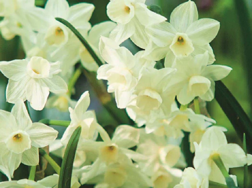 Bulbs for Bees Jonquil (Silver Chimes)