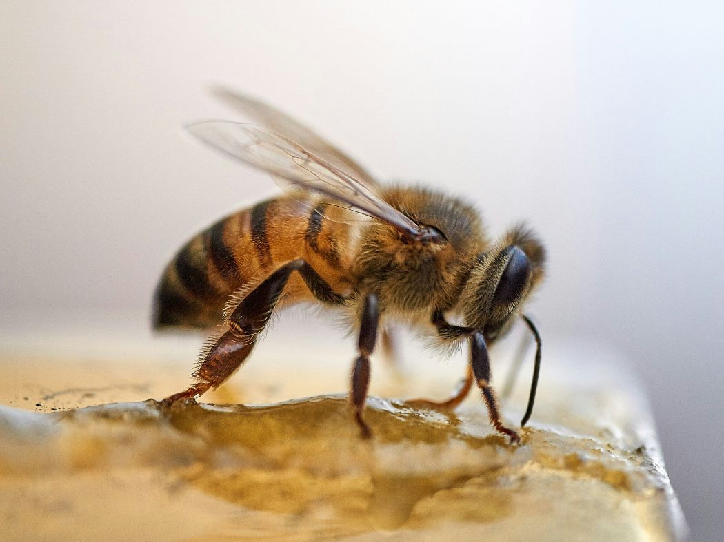 SECTION_Bee-Feeding