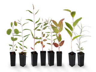 Eucalyptus tubestock combined NoBG