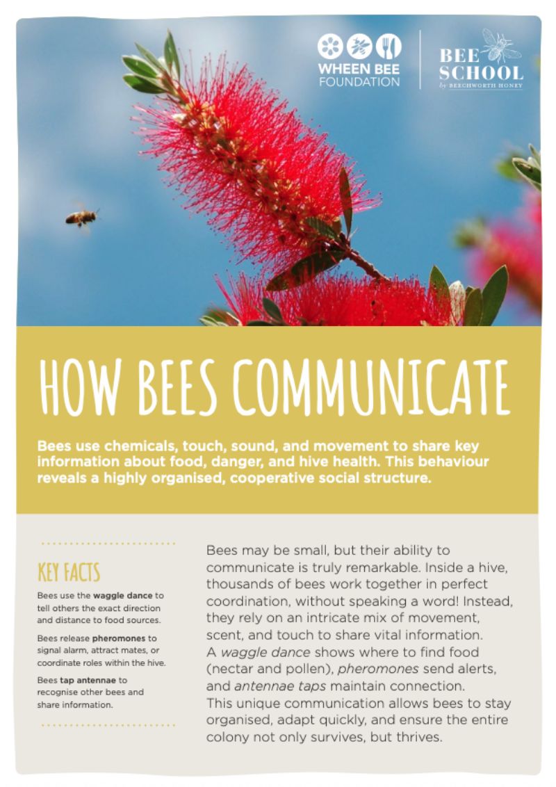 How Bees Communicate